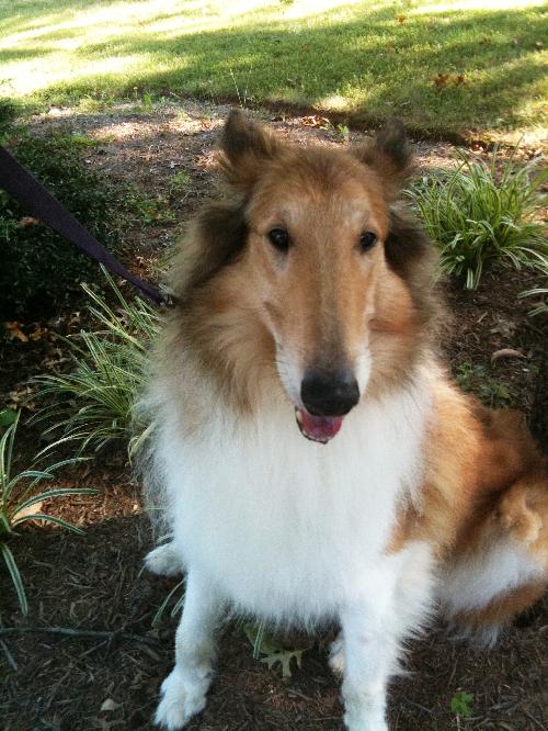 Patches - photo 2