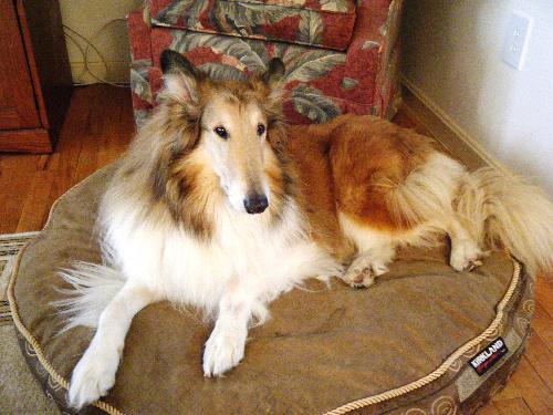 Patches - photo 3