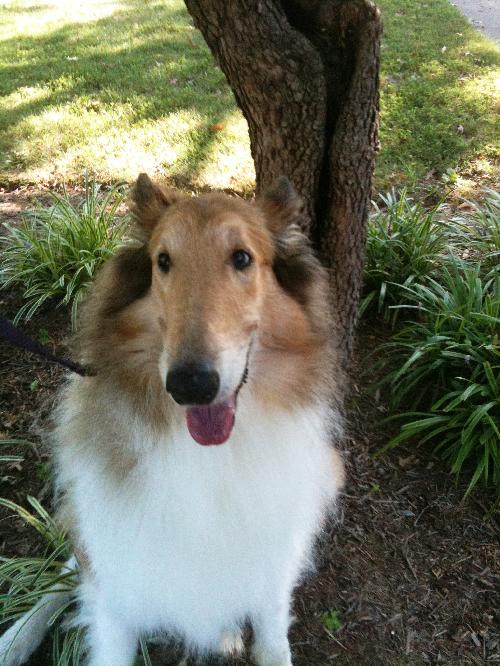 Patches - photo 4