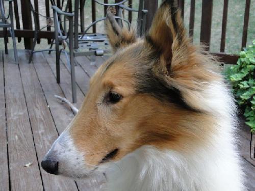 Brody - photo 2