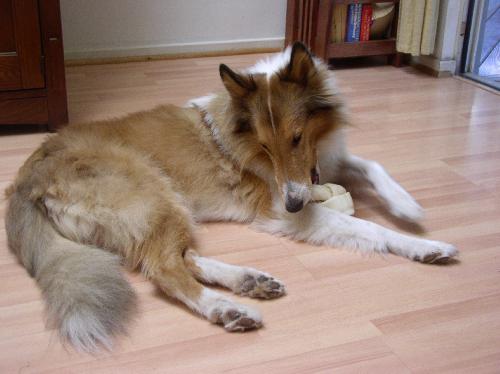 Brody a Adult Male Collie (long coat) adopted through Collie Rescue