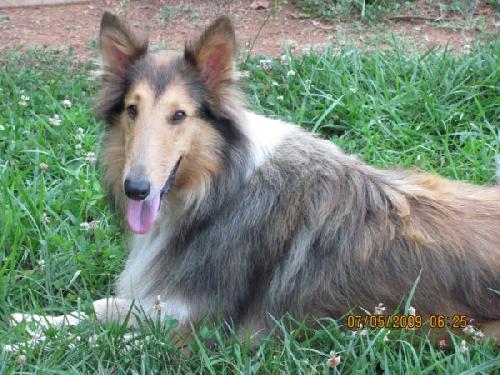 Sherri a Adult Female Collie (long coat) adopted through Collie Rescue