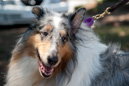 Diamond - photo 2