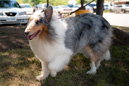 Diamond - photo 3