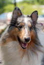 Diamond a Adult Female Collie (long coat) adopted through Collie Rescue