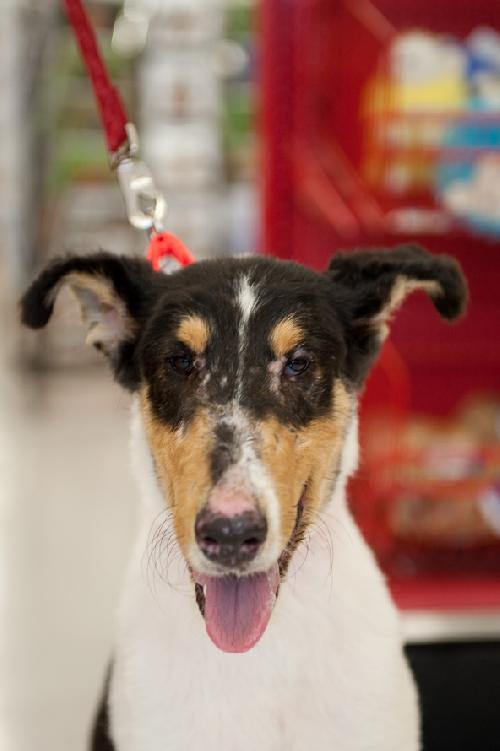 Diesel a Baby Male Collie (long coat) adopted through Collie Rescue