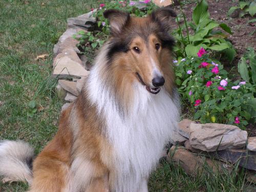 Kaiser a Young Male Collie (long coat) adopted through Collie Rescue