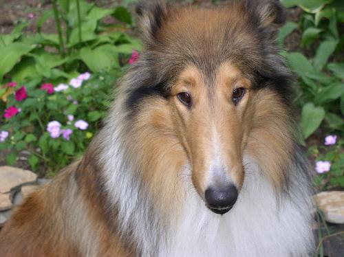 Kaiser - photo 2