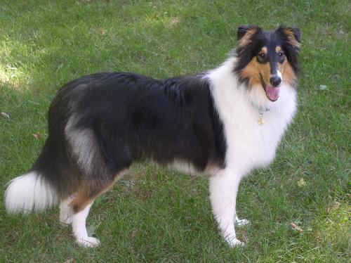 Cindy a Baby Female Collie (long coat) adopted through Collie Rescue