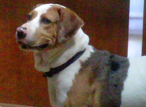 Arlo - Courtesy - photo 2