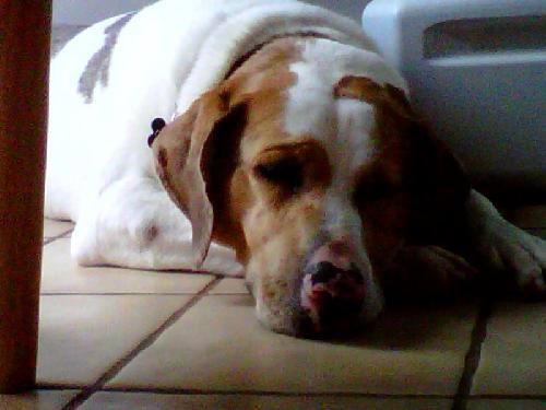 Arlo - Courtesy - photo 3