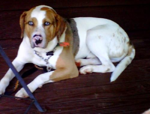 Arlo - Courtesy - photo 4