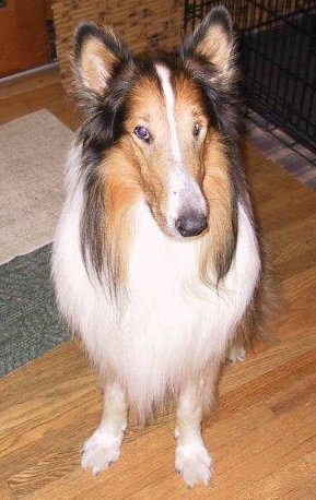 Milo - photo 2
