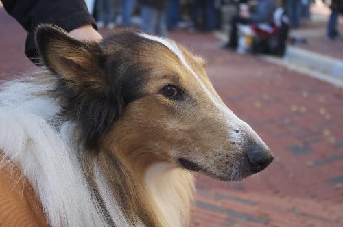 Milo a Senior Male Collie (long coat) adopted through Collie Rescue