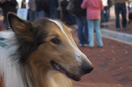 Milo - photo 4