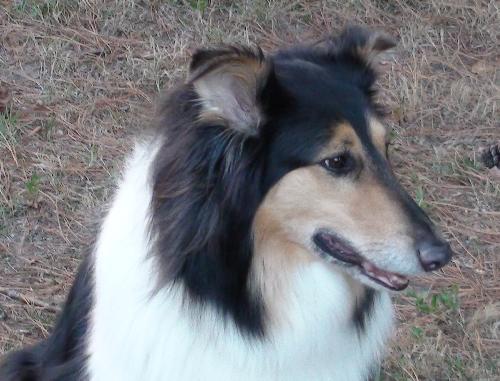 Scooter a Adult Male Collie (long coat) adopted through Collie Rescue