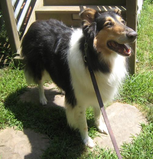 Scooter - photo 3