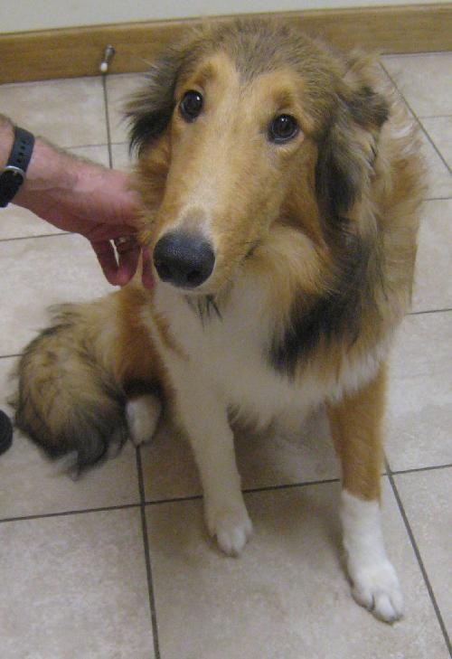 Lizzy a Baby Female Collie (long coat) adopted through Collie Rescue