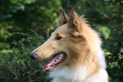 Kelly a Baby Female Collie (long coat) adopted through Collie Rescue