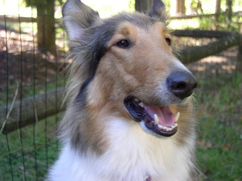 Chloe a Young Female Collie (long coat) adopted through Collie Rescue