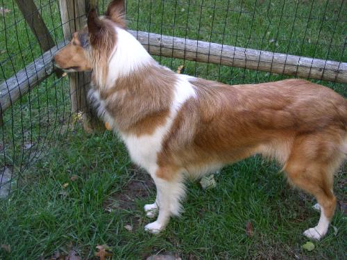 Chloe - photo 4