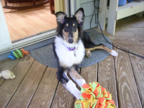 Luna a Baby Female Collie adopted through Collie Rescue