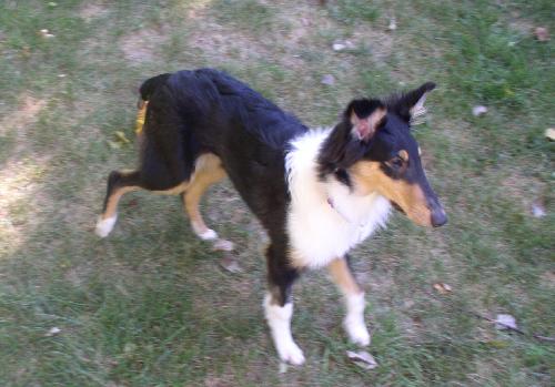Luna - photo 3