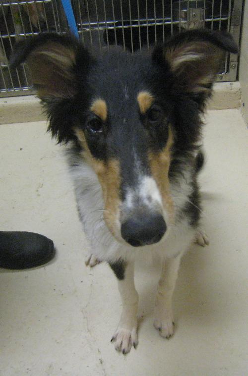 Nola a Baby Female Collie (long coat) adopted through Collie Rescue