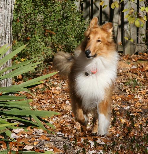 Buddy a Adult Male Collie (long coat) adopted through Collie Rescue