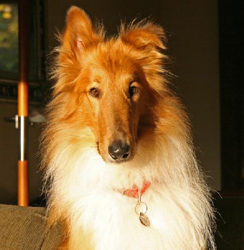 Buddy - photo 2