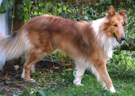 Buddy - photo 3
