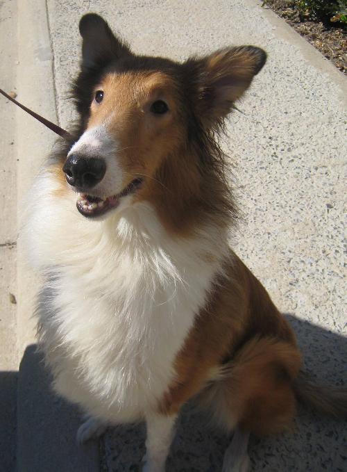 Annie a Adult Female Collie (long coat) adopted through Collie Rescue