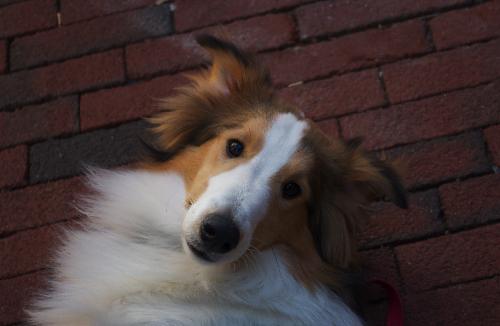 Apollo a Baby Male Shetland Sheepdog Sheltie (long coat) adopted through Collie Rescue