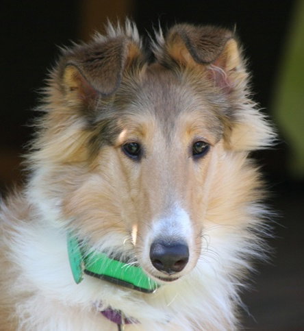 Thistle a Baby Female Collie (long coat) adopted through Collie Rescue