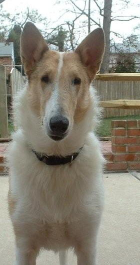 Angel a Young Female Collie (short coat) adopted through Collie Rescue