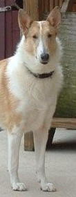Angel - photo 3