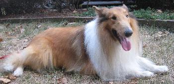 Ian a Adult Male Collie (long coat) adopted through Collie Rescue