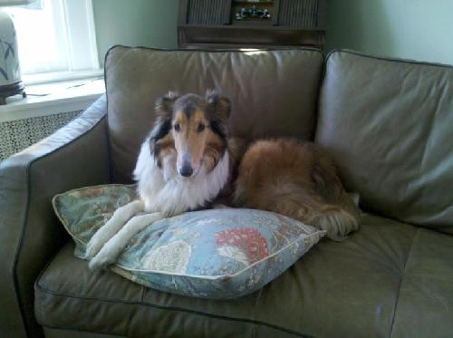 Lilly a Adult Female Collie (long coat) adopted through Collie Rescue