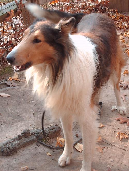 Max a Adult Male Collie (long coat) adopted through Collie Rescue