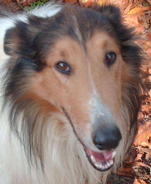 Max - photo 2