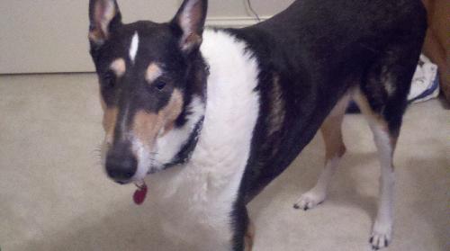 Bandit a Senior Collie (short coat) adopted through Collie Rescue