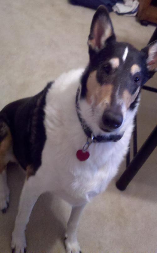 Bandit - photo 2