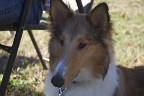 Sophie a Young Female Collie (long coat) adopted through Collie Rescue