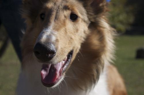 Sophie - photo 3