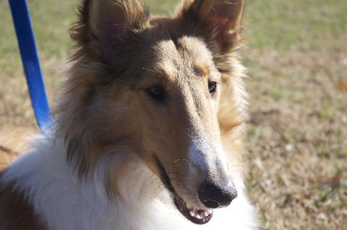 Sophie - photo 4