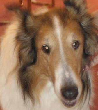 Braxton a Senior Male Collie (long coat) adopted through Collie Rescue