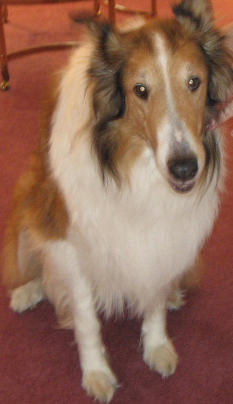 Braxton - photo 2