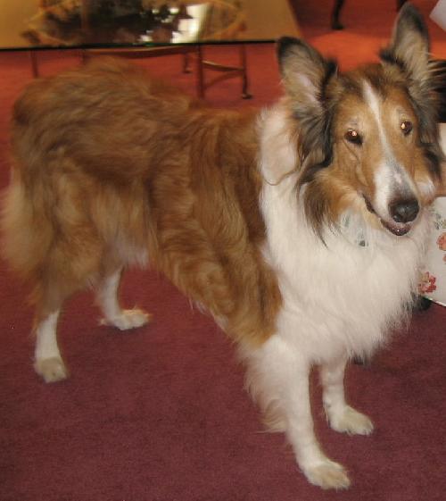 Braxton - photo 3