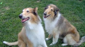 BJ & Star a Senior Collie (long coat) adopted through Collie Rescue
