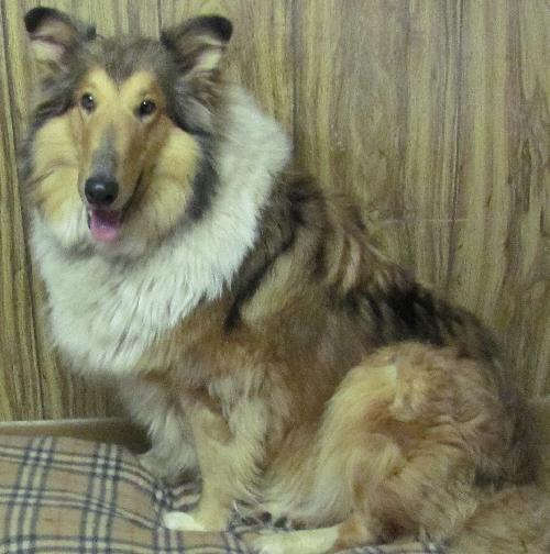 Cassandra a Adult Female Collie (long coat) adopted through Collie Rescue